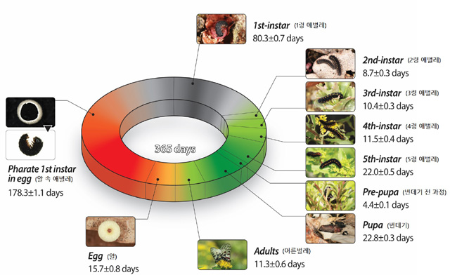 붉은점 모시나비의 일년 생활사