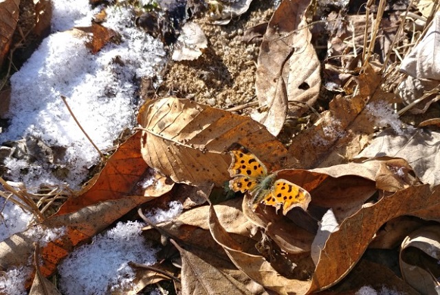 겨울에도 나비가 있다. 눈밭 낙엽 위에 네발나비가 햇볕을 쪼이고 있다.