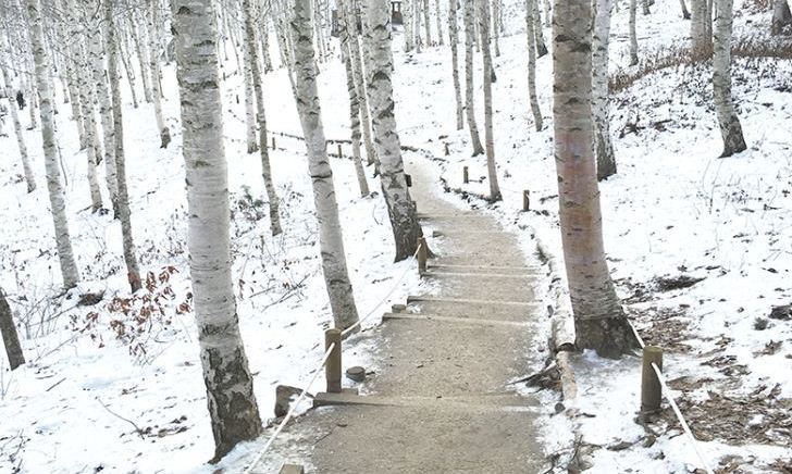 순백의 ‘겨울왕국’ 인제 자작나무숲, 2월에도 볼 수 있어요