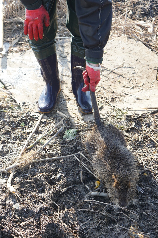 전홍용씨가 지난 15일 경남 김해시 화목동 해반천 하류에서 잡힌 뉴트리아의 꼬리를 잡고 있다.