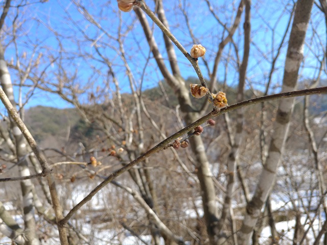 이른봄을 알리는 생강나무의 어린잎이 돋았다. 차로 마시면 좋다지만, 언감생심, 애벌레 먹이로 남겨두어야 한다.