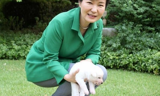 동물단체 “청와대 진돗개들 ‘번식견’ 전락 위기”