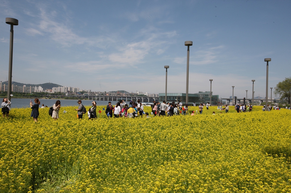 서래섬에 핀 유채꽃. 서울시 제공