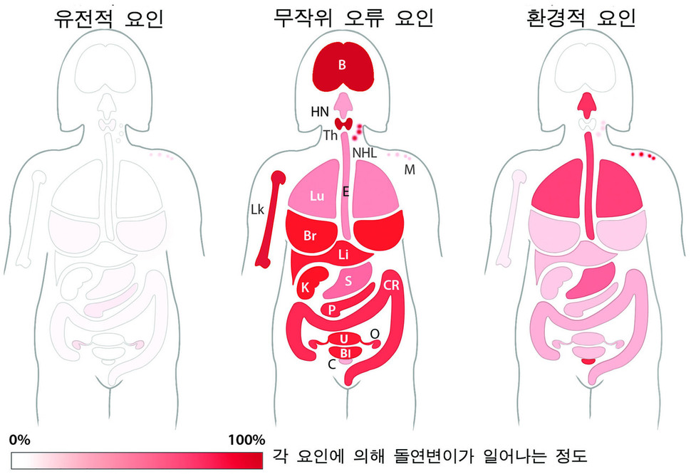 미국 존스홉킨스대 연구팀이 분석한 영국 여성들의 암 발생 요인. 인체의 각 조직별로 환경·유전·무작위 오류 요인에 따라 돌연변이(DNA 구조변화)가 일어나는 정도를 보여준다. 대부분의 암이 환경·유전 요인보다 무작위 오류에 의한 경우가 높은 것을 알 수 있다. <사이언스> 제공