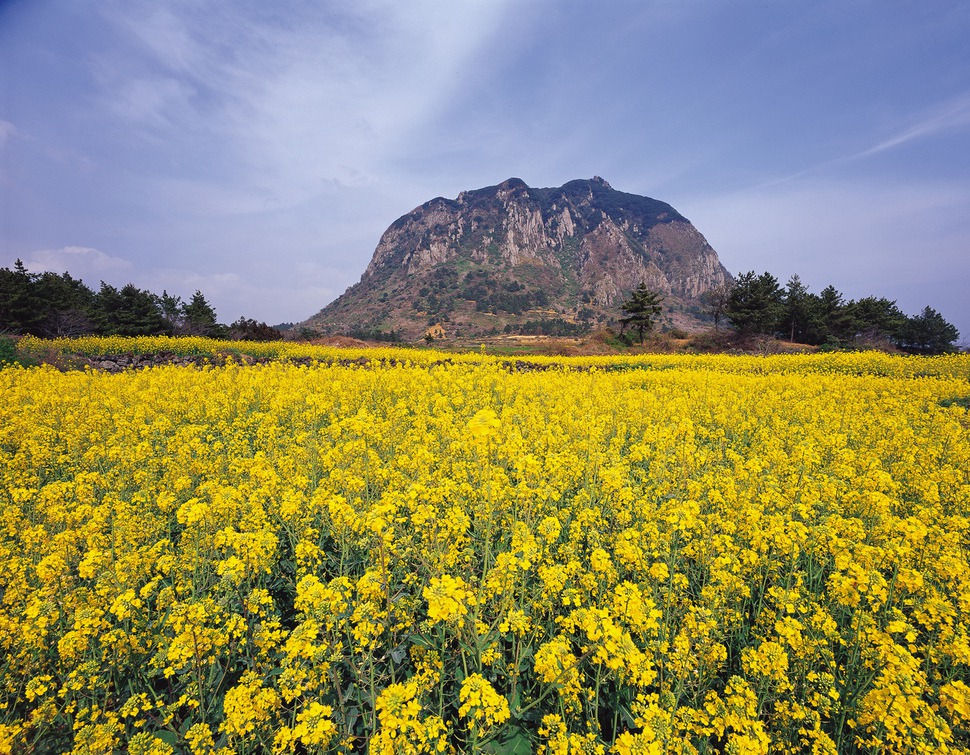 제주도 서귀포시 안덕면 산방산 부근 들판에 유채꽃이 활짝 폈다.