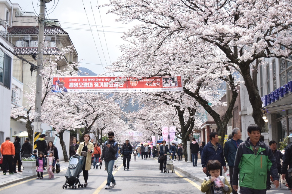 벚꽃이 터널을 이룬 통영 미륵산 ‘봉숫골 꽃나들이’ 축제장 가는 길.  손준현 기자