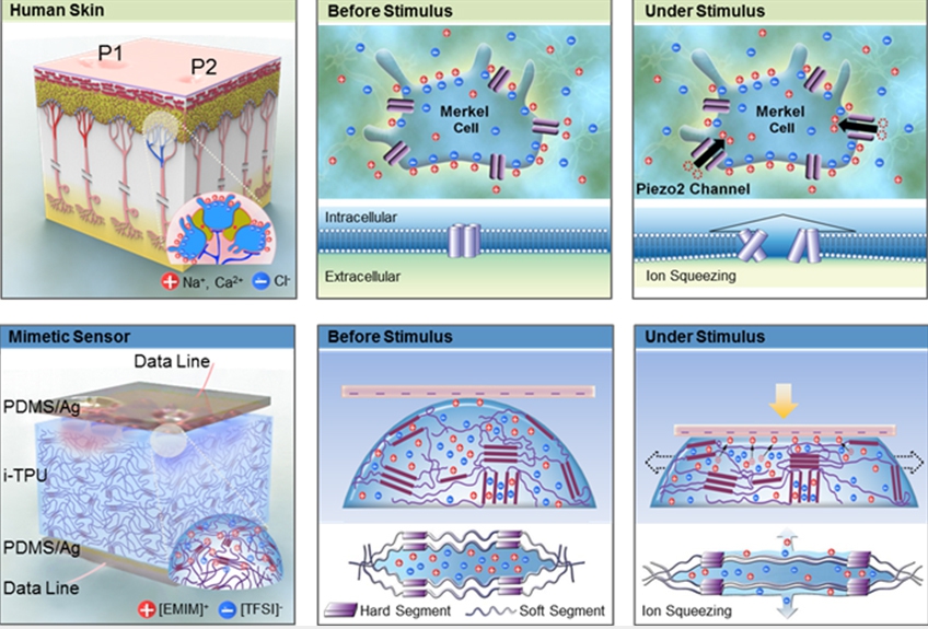 <위 그림> 인간피부의 압력인지 원리 인간을 포함한 포유류 피부에 존재하는 메르켈 세포 안 존재하는 피에조2 단백질은 대표적인 생체이온이 이동하는 채널로서, 평상시에는 닫혀 있지만 기계적인 자극이 발생하면 '점-유탄성' 원리에 의해 열리게 돼 이온이 이동한다. 이런 이동의 흐름은 전기적인 신호를 발생시켜 뇌에 전달돼 외부 압력을 인지하게 된다. <아래 그림> 생체 모사형 전자피부의 압력인지 원리 메르켈 세포에 존재하는 피에조2 단백질과 동일하게 기계적인 자극이 발생하면 폴리우레탄 고분자의 변형에 의한 '점-유탄성' 원리로 이온성 액체가 이동해 전기적 신호의 변화를 유도해 외부 압력을 인지하게 된다. 자료=나노기반 소프트일렉트로닉스연구단