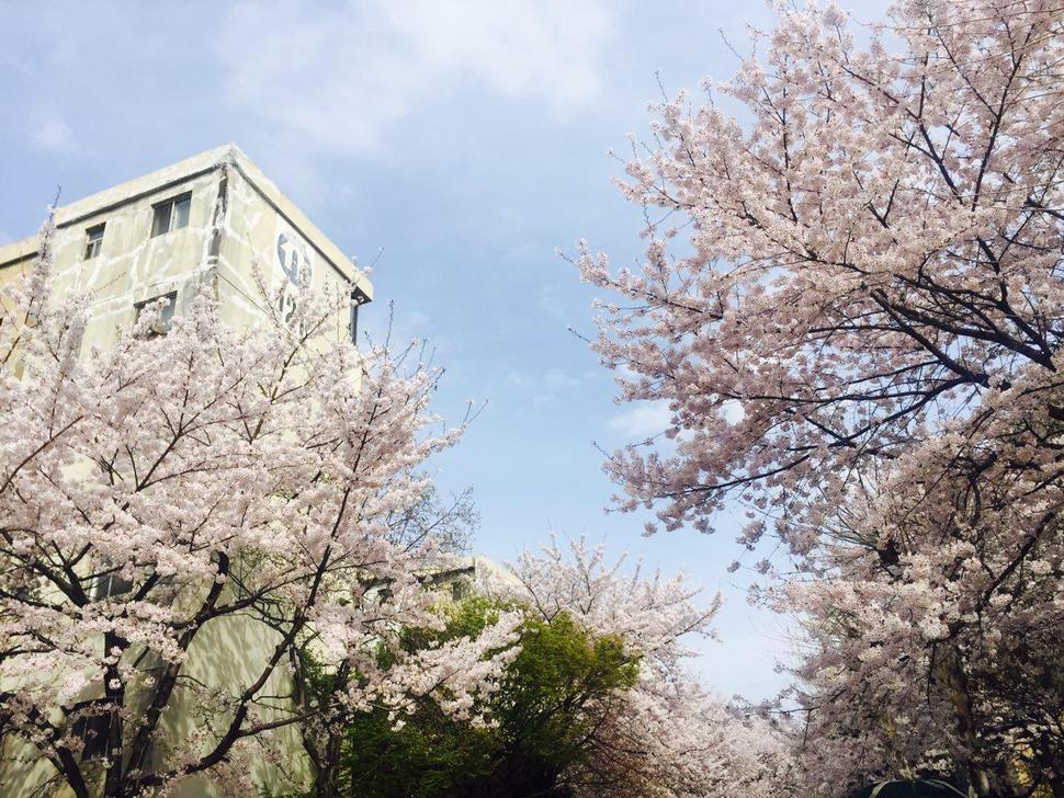 지난 9일 둔촌주공아파트에 만개한 벚꽃. 사진 박수지 기자