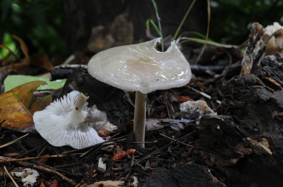 폰티쿠로마이세스 오리엔탈리스(Ponticulomyces orientalis)