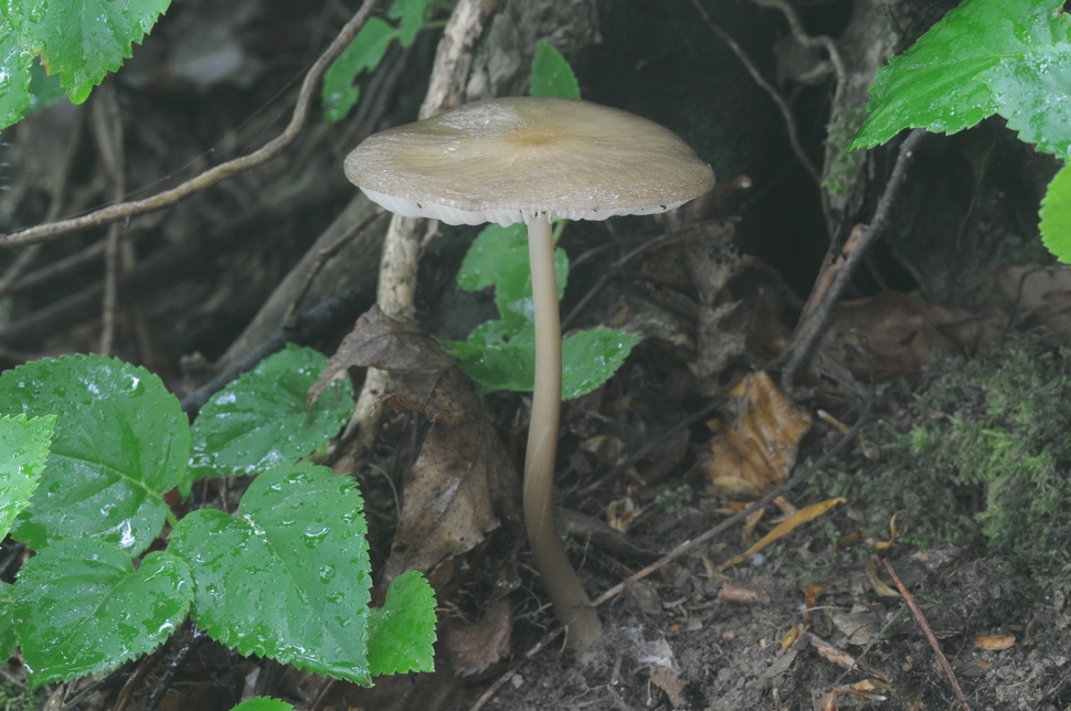 하이메노펠리스 오리엔탈리스(Hymenopellis orientalis)