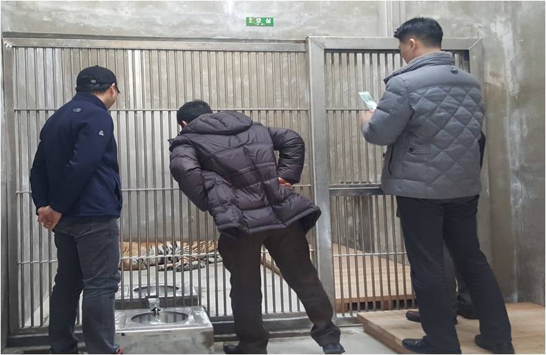 지난 2월3일 백두대간수목원 호랑이 우리에서 탈수 상태로 누워있는 금강을 수의학자들이 살펴보고 있다. 금강은 이날 오후 4시20분 숨졌다. 백두대간수목원 제공