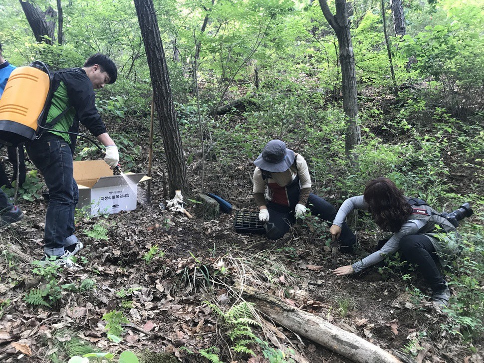 수원시와 국립생물자원관 관계자들이 16일 수원 칠보산에 칠보치마 1000본을 이식하고 있다.