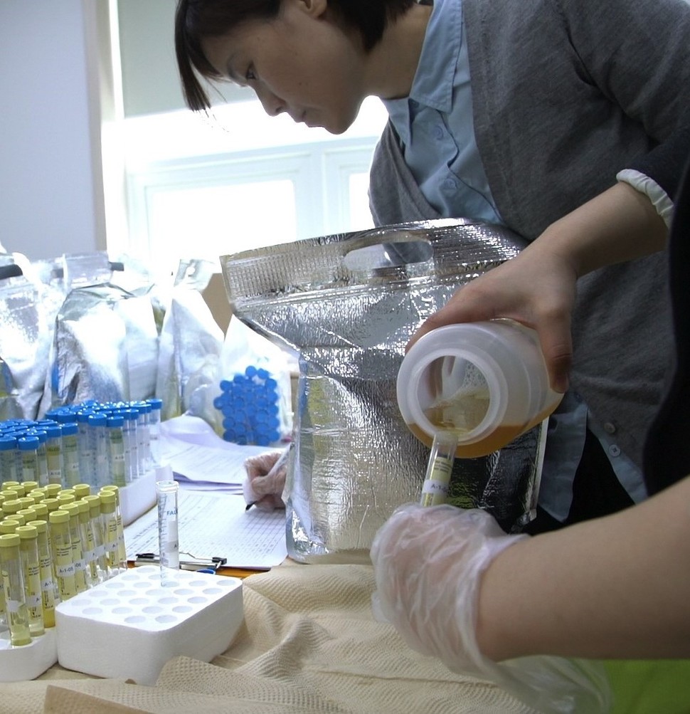 지난달 13일 서울 신길동 아이쿱소비자활동연합회에서 바디버든 줄이기 캠페인 담당 직원들이 체험 참가자들이 제출한 소변 시료를 분석기관에 보내기 위해 시험관에 옮기고 있다.                                                                                                   아이쿱생협 제공