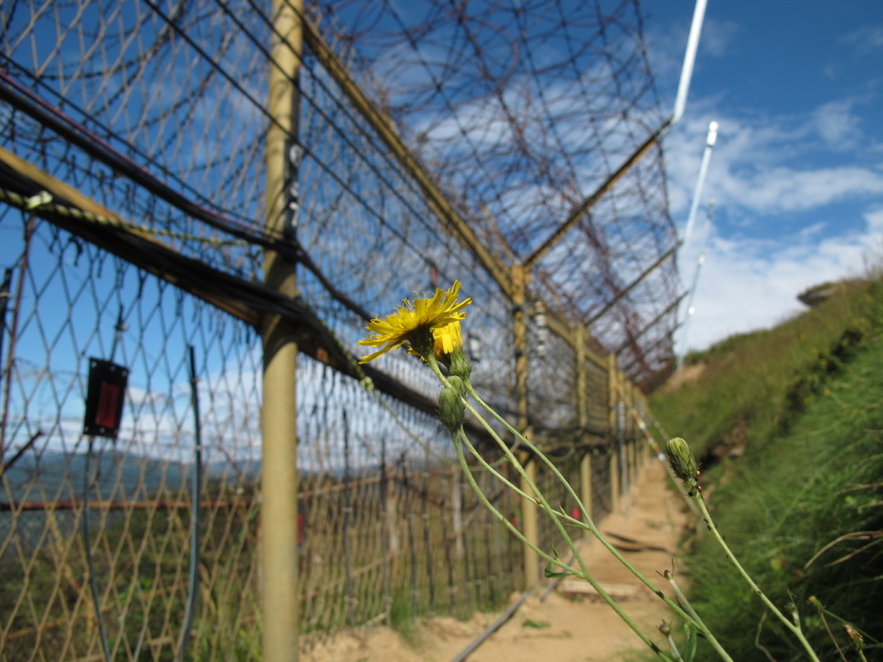 250㎞(155마일)에 이르는 비무장지대 식물을 집대성한 <DMZ(디엠지)의 식물 155마일>이 7일 출간됐다. 사진은 철책 주위에 국화과 조밥나물이 피어 있는 모습. 디엠제트자생식물원 제공