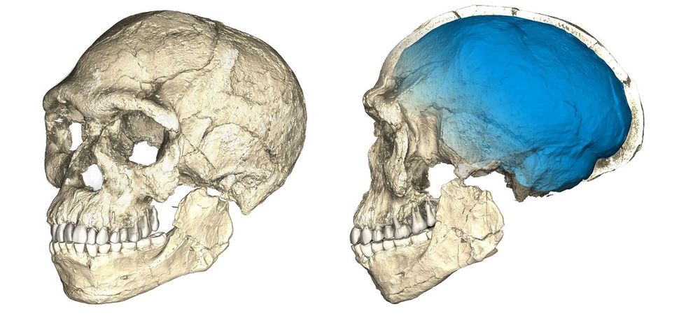 북아프리카 모로코에서 30만년 전 출현한 호모 사피엔스 화석을 토대로 재구성한 머리뼈 이미지. 얼굴 모양은 현대인과 일치하는 반면 두개골(파란색)은 가늘고 긴 원시적인 형태를 하고 있다. 이는 뇌의 모양이나 기능이 계속 진화해왔음을 보여준다. 독일 막스플랑크연구소 제공