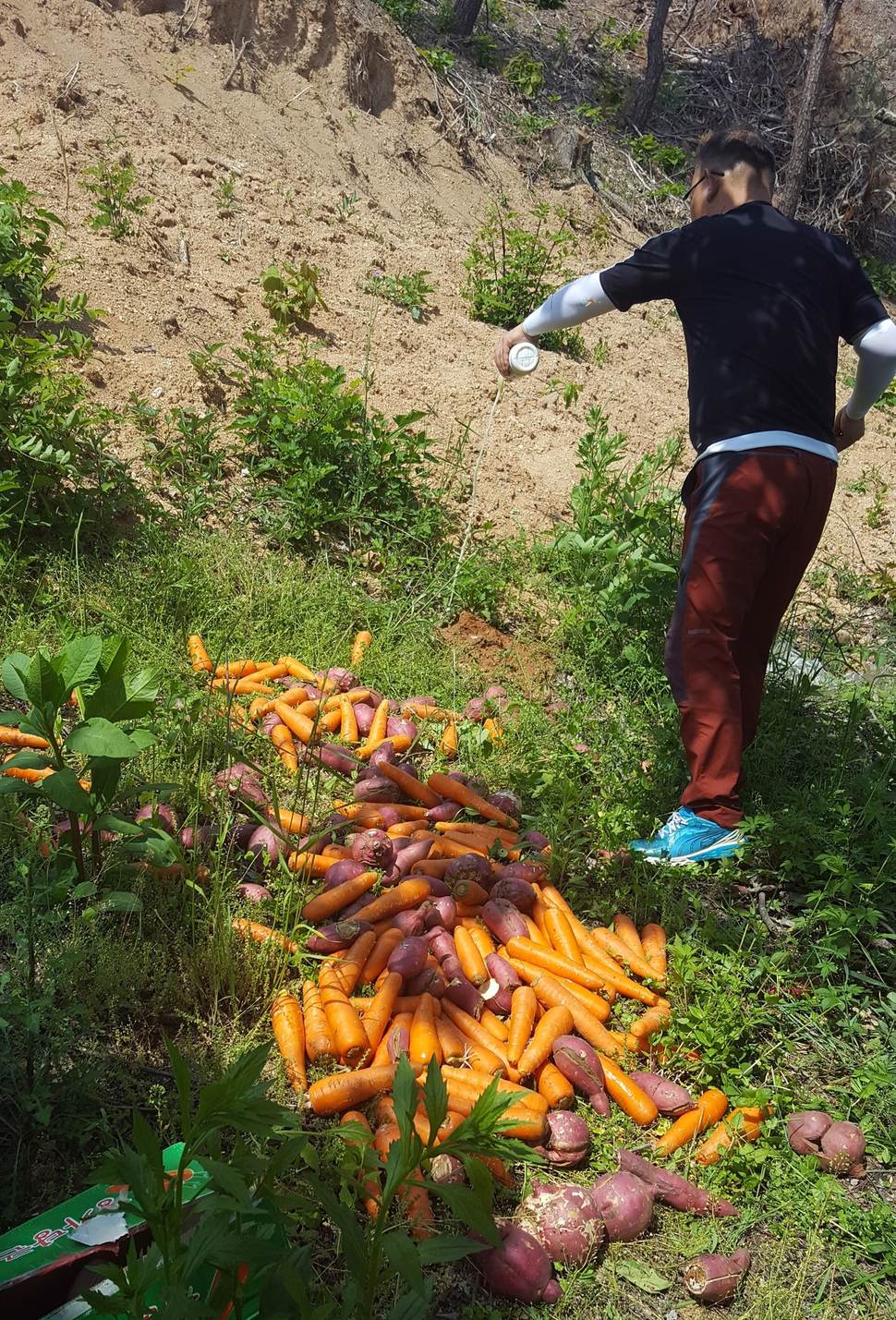 충북 옥천군이 골칫거리 멧돼지 출몰을 막으려고 멧돼지가 다니는 주요 길목에 당근·고구마 등 먹잇감을 뿌려 놓고 있다.옥천군 제공