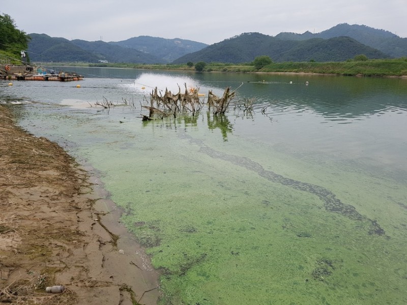 지난 6일 낮 12시께 대구 달성군 구지면 도동리 도동서원 앞 낙동강 나루터인 도동나루 강변에 녹조가 번져 있다. 이곳은 낙동강 달성보(대구 달성군 논공읍)에서 하류로 10㎞ 떨어져 있다.