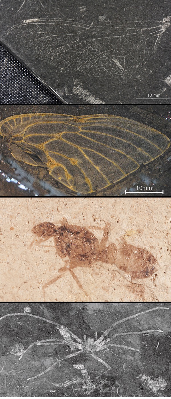 ?한반도에서 발견된 주요한 곤충과 거미 화석. 맨위부터, 섬세한 날개 무늬가 살아 있는 중생대의 전기 백악기인 약 1억년 전 잠자리 날개 화석, 2억년 전 중생대 지층에서 날개맥이 또렷한 형태로 발견된 매미 날개 화석, 그리고 그동안 개미 화석이 국내에선 발견되지 않다가 처음 발견된 날개 달린 여왕개미 화석. 맨아래는 중생대의 진주 지층에서 발견된 1억년 전 거미 화석. 남기수 교사 제공