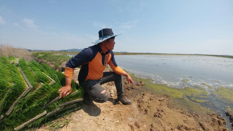 충남 서산 부석면에서 간척지를 임대해 벼농사를 짓는 한만록(47)씨가 19일 두번째 모내기를 앞두고 말라죽은 모들을 바라보고 있다. 극심한 가뭄으로 논의 염도가 급격히 오르면서 지난달 20일 한씨가 심은 모들은 모두 고사했다. 최예린 기자