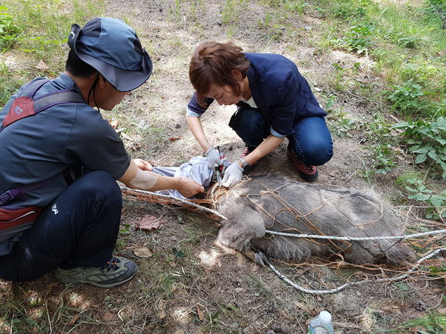 한국산양보호협회 울진지회 회원들이 지난 9일 마을로 내려왔다가 밭그물에 걸려 탈진한 산양을 구조하고 있다. 한국산양보호협회