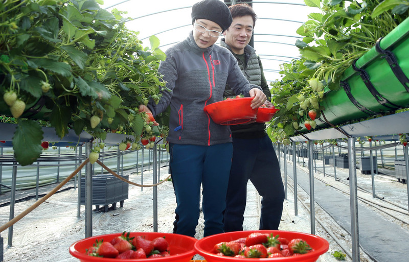 전남 강진군 강진읍의 온실에서 2015년 귀농한 장현씨 부부가 딸기를 수확하고 있는 모습. <연합뉴스>