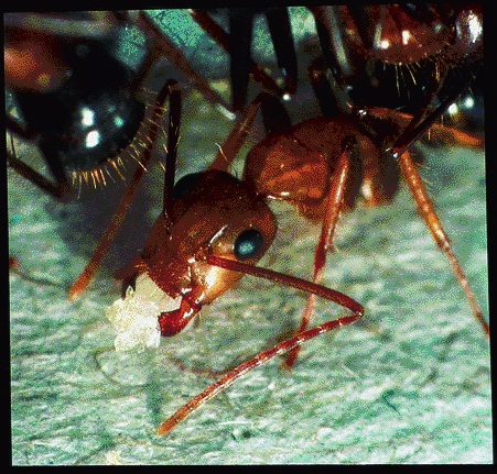 캄포노투스 플로리다누스 일개미가 다른 일개미가 낳은 알을 깨뜨리고 있다. 여왕이 활발히 산란 활동을 하는 동안 일개미들은 다른 일개미들이 알 낳는 행동을 용납하지 않는다. 사이언스북스 제공