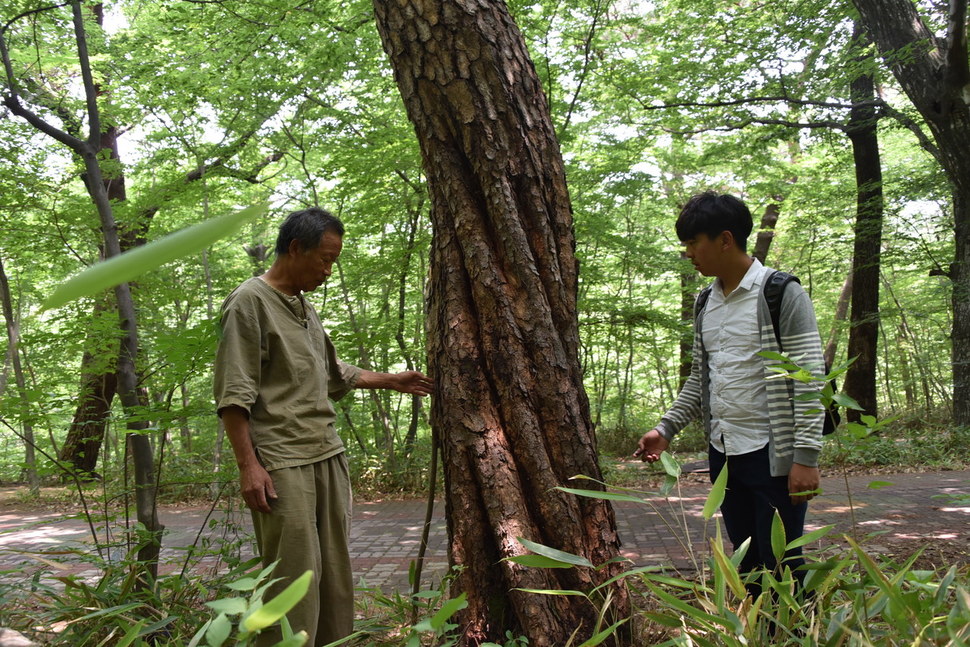 울산생명의숲 이사장 정우규 박사(왼쪽)가 소나무 11그루가 한 줄기로 합쳐진 ‘11주 유합 동체’ 소나무를 살펴보고 있다. 울산생명의숲 제공