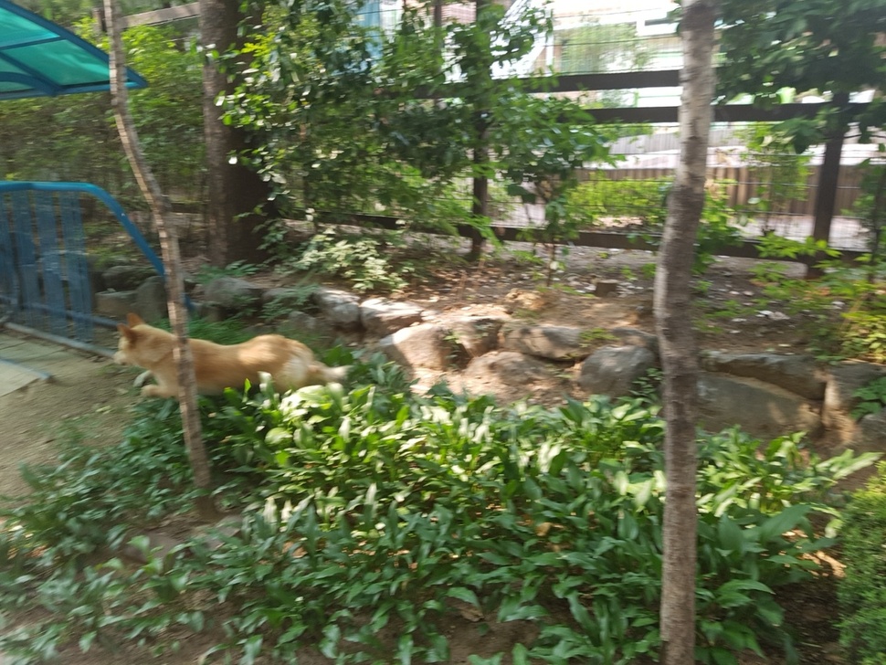 지난달 29일 서울 강동구 천호동의 한 아파트 단지에 나타난 떠돌이개 백구가 포획을 피해 달아나고 있다. 김진완 교육연수생
