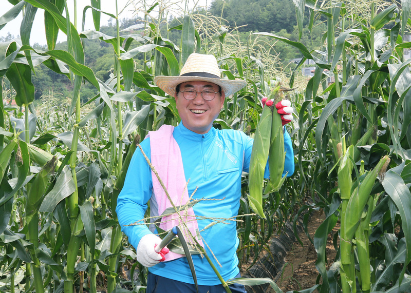 충북 괴산의 명물 대학찰옥수수 출하가 시작됐다. 6일 나용찬 괴산군수가 옥수수를 수확하고 있다. 괴산군청 제공