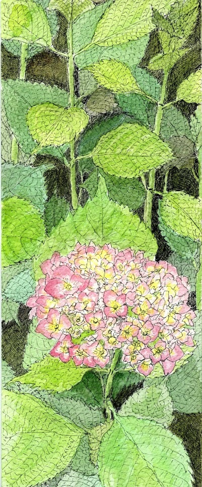 수국