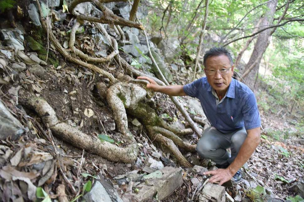 정우규 울산생명의숲 이사장(이학박사)이 울산 울주군 상북면 재약산 자락에서 국내 최대 규모로 추정되는 등칡을 소개하고 있다. 울산생명의 숲 제공