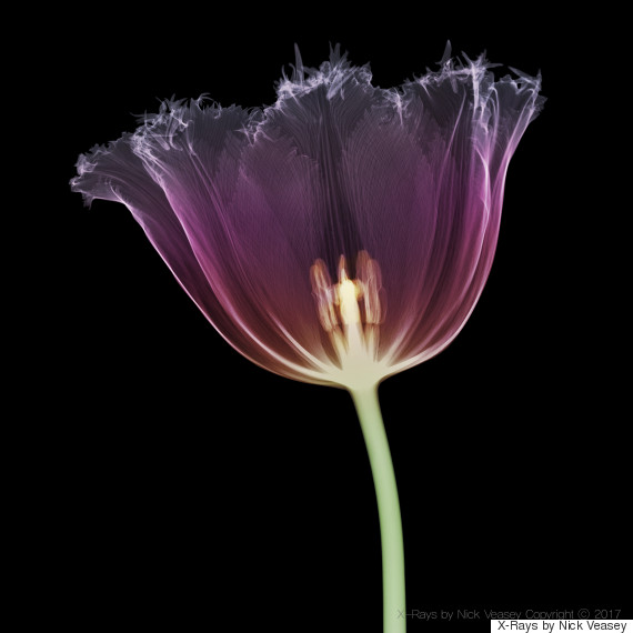 Serrated Tulip Head/2014 X-Rays by Nick Veasey Copyright ⓒ 2017 사진제공 : 2017엑스레이맨 닉베세이전 사무국