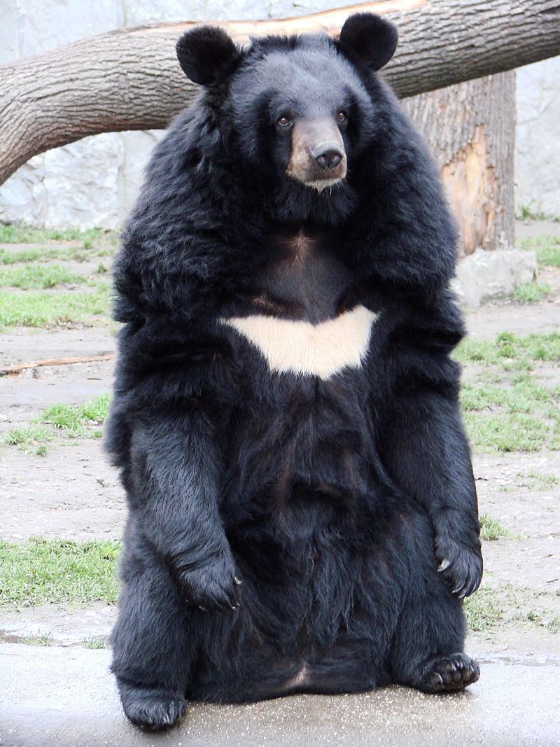 반달가슴곰 자료사진. 위키미디어코먼스