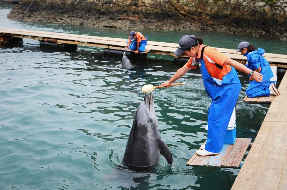 지난달 12일 일본 와카야마현 다이지의 고래박물관에서 야생에서 잡힌 큰돌고래들을 조련사들이 훈련하고 있다. 이 큰돌고래들은 죽은 생선을 먹고 간단한 지시를 이행하는 법을 익힌 뒤 전세계 수족관으로 수출된다.  다이지(일본)/남종영 기자