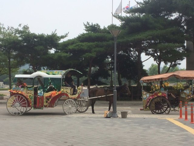 지난 22일 경기도 고양시 호수공원 인근에 ‘꽃마차’를 끄는 말들이 손님을 기다리며 대기하고 있다.