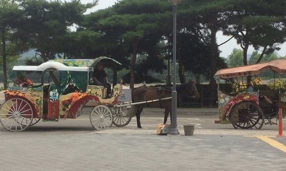 애견샵 창문 너머 반려동물들, 직사광선에 그대로 노출된다 