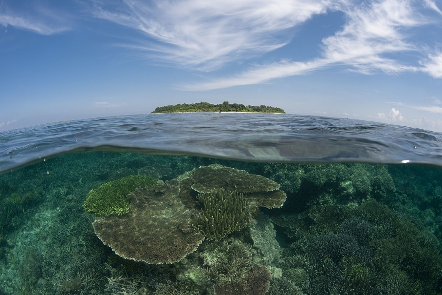 지구 온난화에 따른 백화 현상으로 하얗게 변한 산호초. GFN코리아