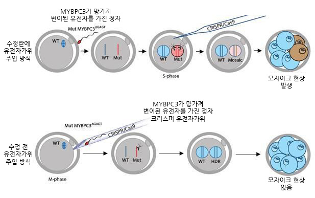 유전자 가위를 이용한 인간 배아 유전자 치료 연구. 기초과학연구원 유전체교정연구단 제공