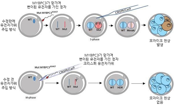 유전자가위로 인간배아 유전질환 변이 교정 