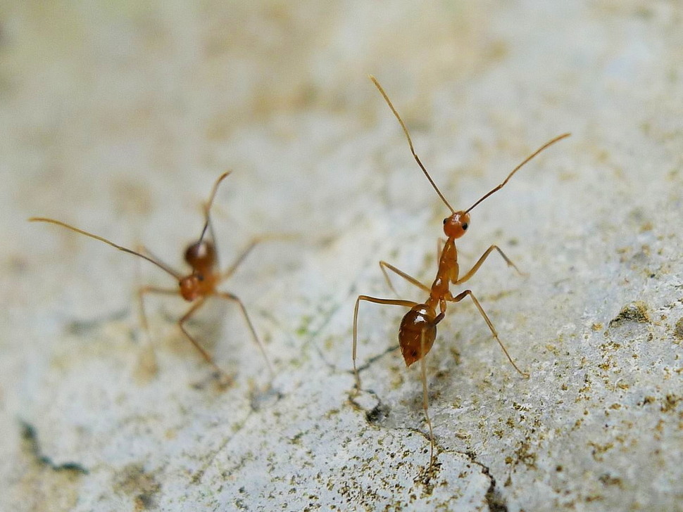 노랑미친개미의 일개미 일부는 번식능력과 영양란 산란 능력을 지녀 새로운 서식지를 개척하는 데 도움을 준다. 존 탠, 위키미디어 코먼스 제공