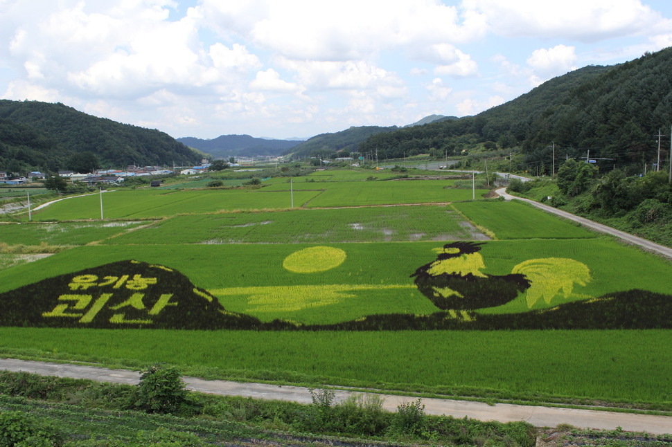 충북 괴산군농업기술센터가 문광면 신기리 일원에 설치한 이색벼 논그림 ‘유기농 괴산-붉은 닭’. 괴산군은 2008년부터 해마다 이색벼 논그림으로 지역을 홍보하고, 관광객 등을 모으고 있다. 괴산군농업기술센터 제공