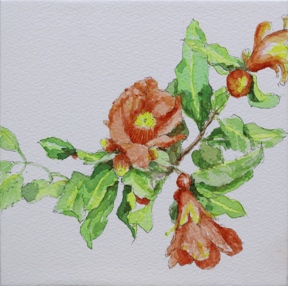 석류나무꽃, 2017년 8월, 펜&수채, 15×15㎝.