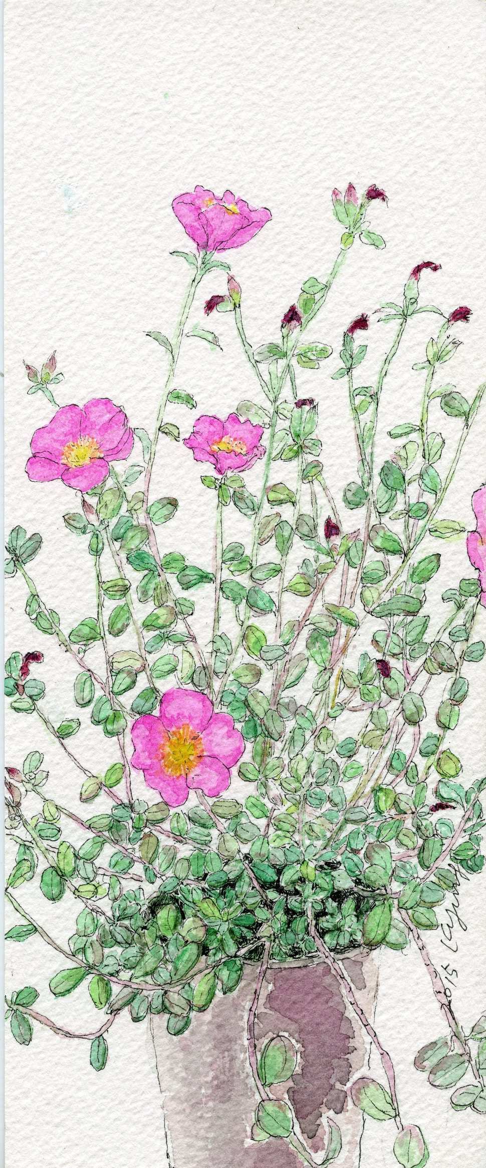 쇠비름채송화, 2015년 8월, 펜&수채, 10×25㎝.