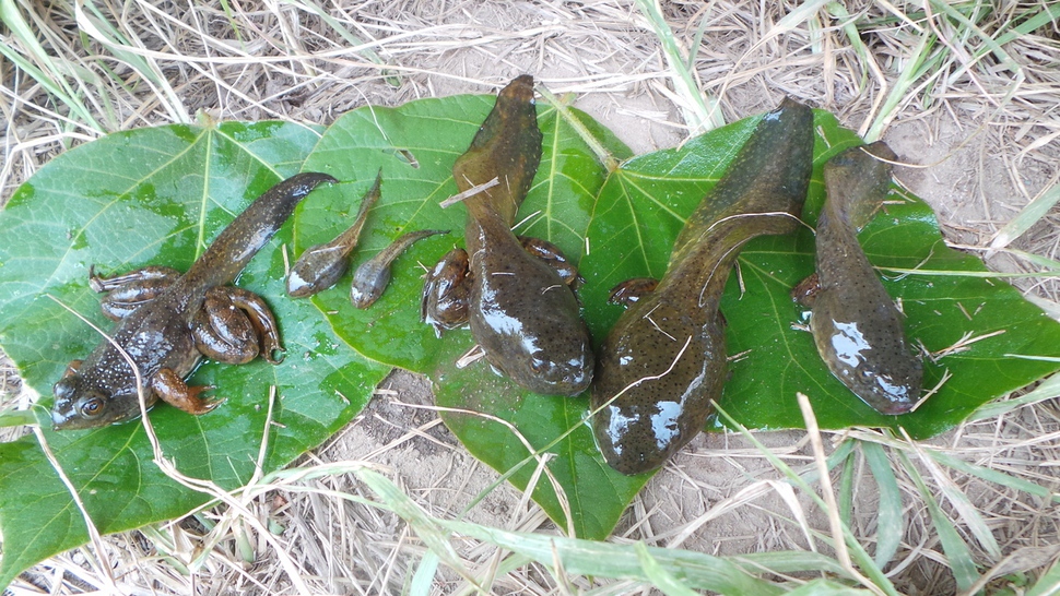 황소개구리 올챙이는 물속에서 2∼3년 살면서 매우 크게 자라기 때문에 물고기의 먹이로 안성맞춤이다. 방어책으로 역겨운 점액을 피부에서 분비한다. 유영한 교수 제공