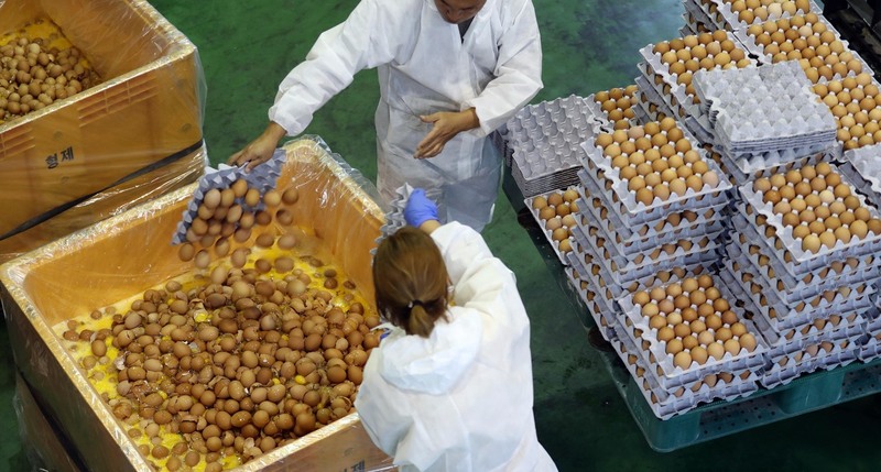 살충제 성분이 나온 달걀을 폐기하고 있는 모습. 백소아 기자 thanks@hani.co.kr