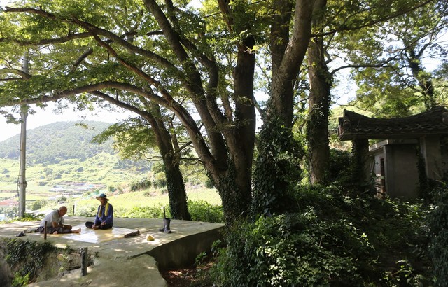 연도(소리도) 당산숲.
