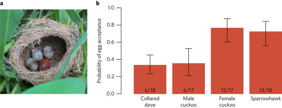 개개비의 알 하나를 꺼내 갈색 칠을 해 다시 넣은 실험(a). 소리를 듣고 낯선 알을 제거하지 않은 비율(B). 왼쪽부터 비둘기, 수컷 뻐꾸기, 암컷 뻐꾸기, 새매 순이다. <네이처 생태학 및 진화> 제공.