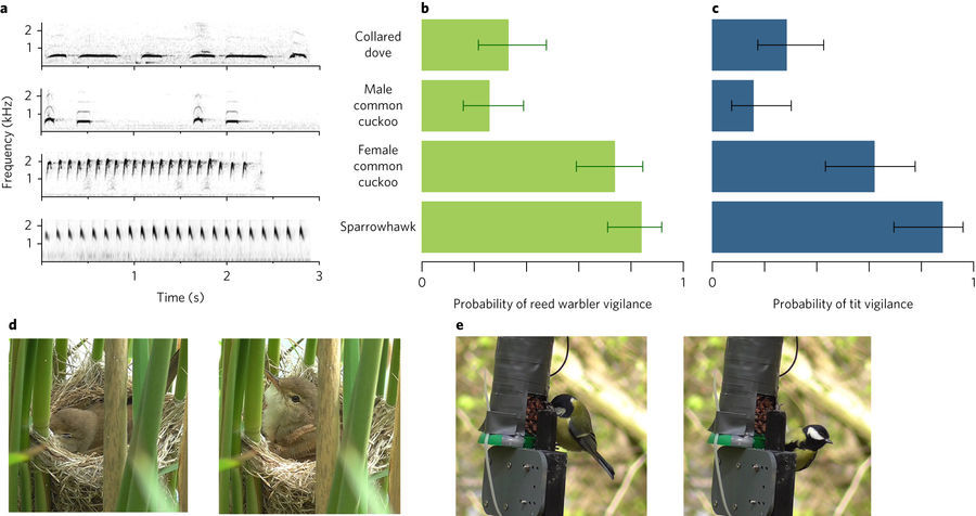 개개비와 박새가 암컷 뻐꾸기가 내는 소리에 새매 소리를 들었을 때와 비슷한 반응을 보이는 실험 결과. 그래프 위부터 비둘기, 수컷 뻐꾸기, 암컷 뻐꾸기, 새매 순으로 음파의 모습(a)과 소리를 듣고 경계에 나서는 비율(b, c). 알을 품던 개개비(d)와 먹이를 먹던 박새(e)가 소리를 듣고 경계하는 모습. <네이처 생태학 및 진화> 제공.