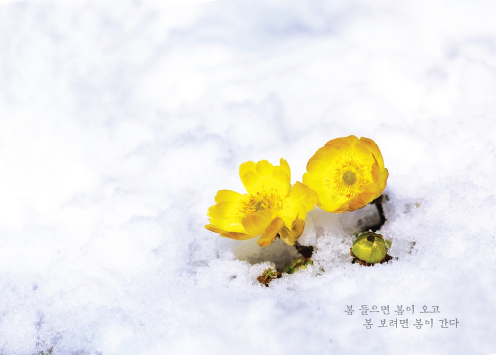 2016년 봄 엽서