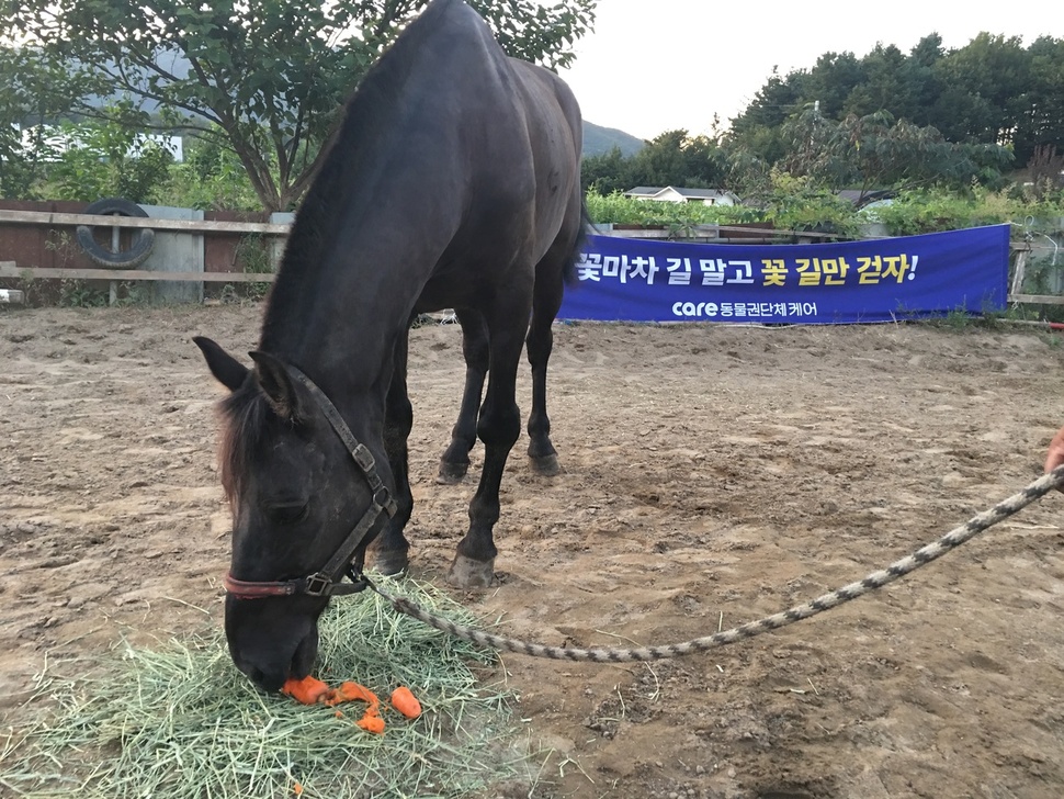 경기 광주의 한 승마장으로 옮겨진 무창포 꽃마차 말.  케어 제공